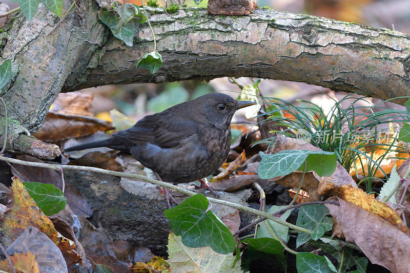 母黑鸟(Turdus turla)